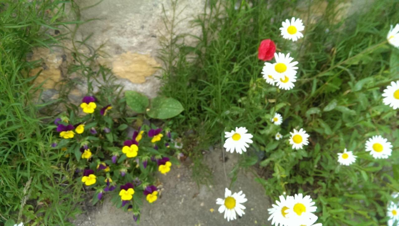 Ein Platz Fuer Ruhe Und Naturgenuss Sebnitz Exteriör bild