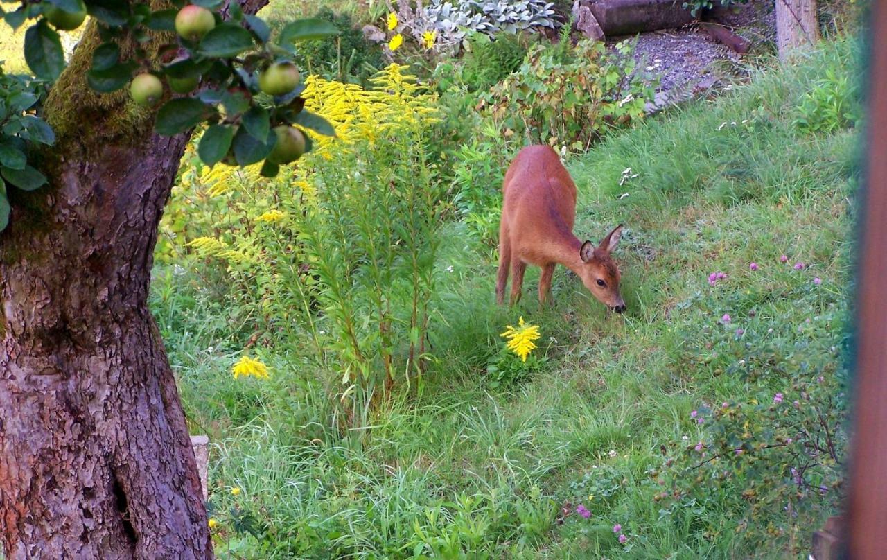 Ein Platz Fuer Ruhe Und Naturgenuss Sebnitz Exteriör bild